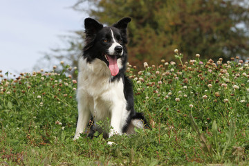border collie assis attentif