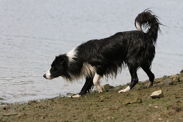 border collie mouillé