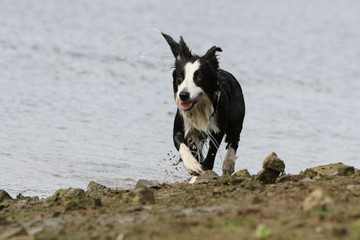 border collie courant au bord de la mer