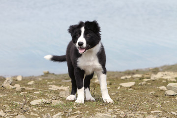 jeune border collie sur le rivage