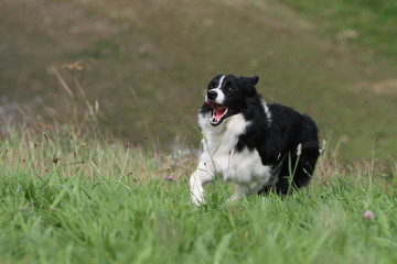 border collie running on the grass