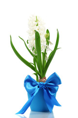 beautiful white hyacinth in blue flowerpot isolated on white