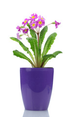 Beautiful purple primrose in a flowerpot isolated on white