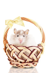 Cute hamster in basket isolated white