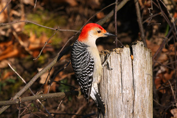 Red-bellied Woodpecker male