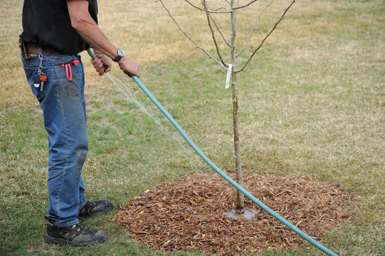 Male gardener.
