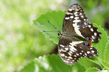 Papillon dans un environnement verdoyant