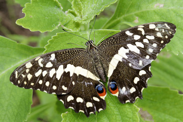 Papillon dans un environnement verdoyant