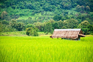 Fototapeta na wymiar Zielone pola ryżowe