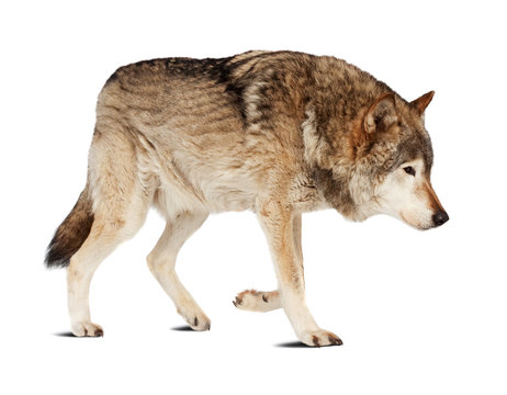 wolf. Isolated over white