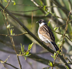 Reed bunting - Male