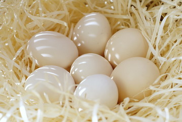 eggs in the nest © davros