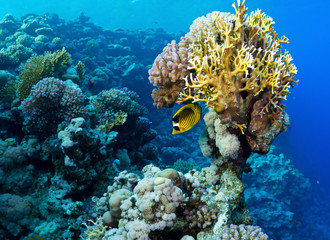 Diagonal-lined butterflyfish in the Red Sea, Egypt.