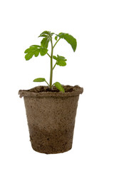 Seedlings in peat pot