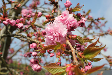 Frühling - blühender Baum