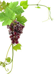 grappe de raisin et feuilles de vigne, coin de page