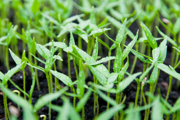 seedling