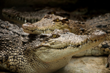 Fototapeta premium Dangerous creatures