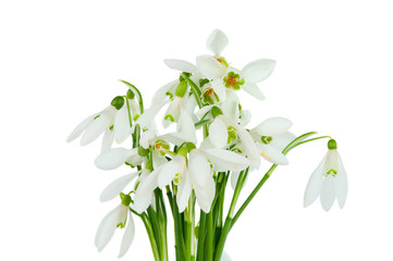 bunch of snowdrops isolated