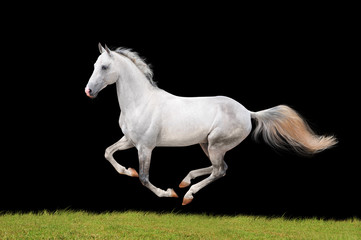 Fototapeta na wymiar biały piękny koń wyizolowanych na czarny