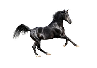 black expressive arab horse isolated on white