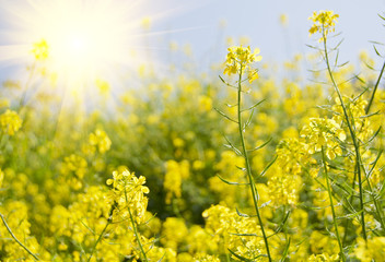 Flowers against the sun