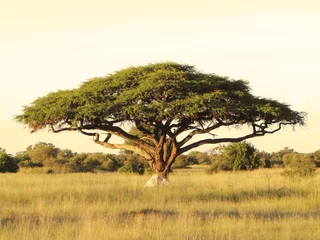  Acacia op de Afrikaanse vlakte © umabatata
