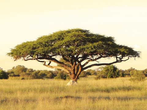 Fototapeta Acacia on the African plain