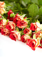 roses in a bunch isolated on a white background with space for t