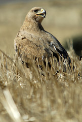 El joven aguila imperial