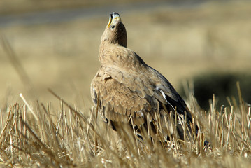 Aguila imperial joven mirando hacia arriba