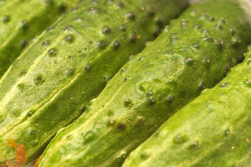 Cucumbers extreme closeup diagonal view