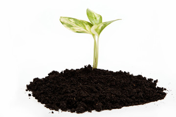 Green sprout from the earth on a white background.