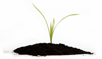 Green sprout from the earth on a white background.
