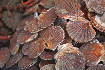 Coquilles Saint-Jacques, fruits de mer, crustacés, pêche