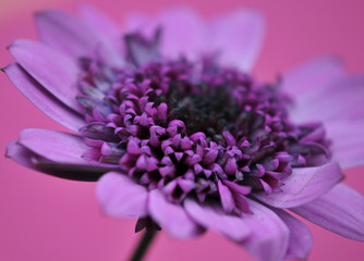 pink spring flower