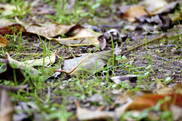 fallen leaves