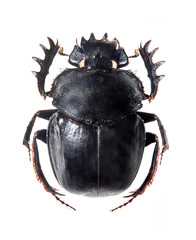 The Scarabaeus -  Dung beetle.