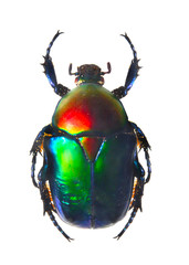 The Scarabaeus -  Dung beetle. - obrazy, fototapety, plakaty
