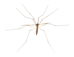 Anopheles mosquito.