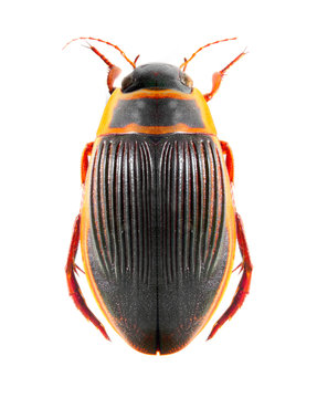 The great diving beetle (Dytiscus marginalis).