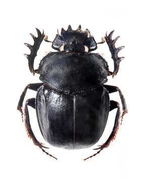 The Scarabaeus -  Dung beetle.