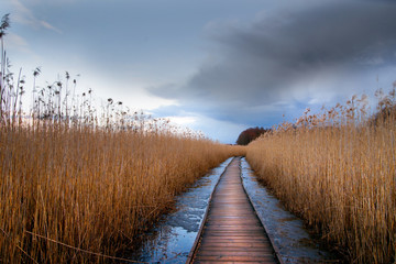 Wooden pathway in wetland