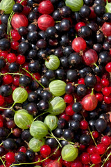 fresh berrys