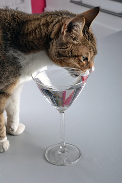 Vieux chat buvant de l'eau