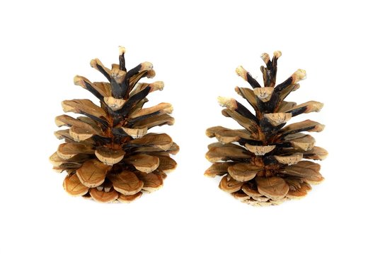 Zwei Zirbenzapfen