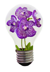 Orchid inside light bulb