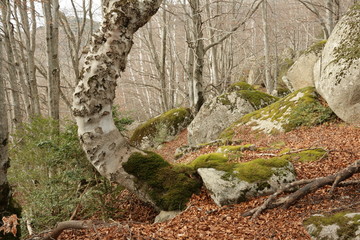 Forêt,Pyrénées audoises