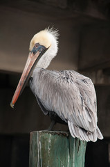 Close Up of a Pelican Sitting on a Wooden Pole
