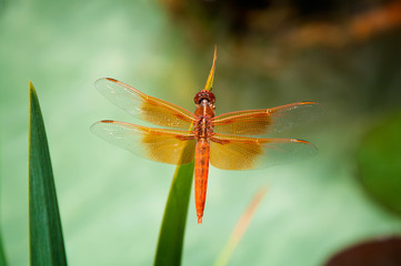 A Close Up of a Red Dragonfly on a Green Stem